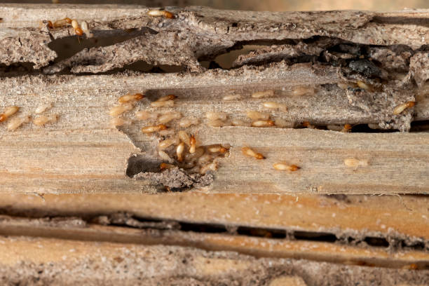 Best Pest Inspection Near Me  in Texanna, OK